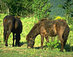 Poni de Monterufoli