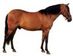 Poni Bhirum