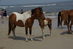 Assateague