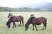 Poni Tokara