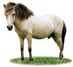 Poni de Java