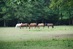 Chickasaw