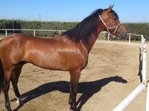 caballo de deporte español
