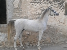 VENDO CABALLO PRA