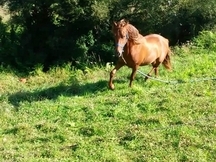 caballo PRE alazan