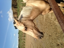 Potro PRE Palomino