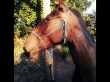 SE VENDE YEGUA PRE