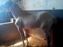 Vendo Caballo PRE