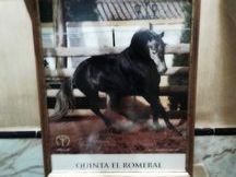 NIVEL SAN JORGE. MARISCAL, Caballo Hispano Luso afincado en Extremadura. Nacido en el año 2005 perteneciente a la ganadería QUINTA EL ROMERAL. Mide 1,70 de alzada y fué domado por el prestigioso jinete FIDEL DÌAZ AMOR (subcampeòn de España ANCCE 201