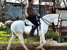 CABALLO ARABE PURE HISPANIS