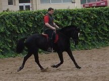 YEGUA NEGRA CON ESTRELLA CDE 11 AÑOS