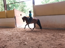 se vende caballo de pura raza español