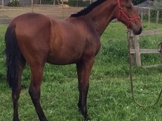 Se vende potra concurso