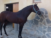 espectacular pre castaño