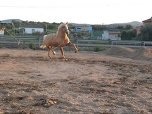 Semental palomino 3 años apto como semental