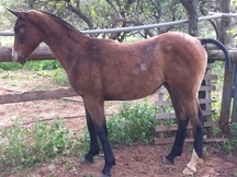 Magnifica yegua CDE de cria