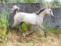 Precioso potro Lusitano