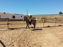 Vendo Yegua Hispano-arabe