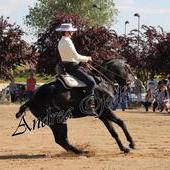 Caballo arabe-hannoveriano negro