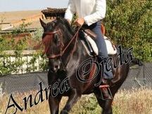 Caballo arabe-hannoveriano negro