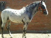 Vendo caballo appaloosa auténtico