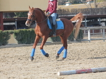PONI D DE DOMA CLASICA P.R.A
