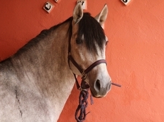 Caballo de Candau. Semental 5 años