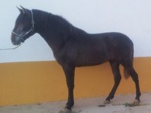 Espectacular caballo pre de dos años con el hierro de rocío de la cámara