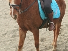 Pony de 9 años