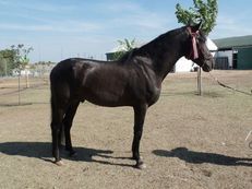  GRAN CABALLO JOVEN