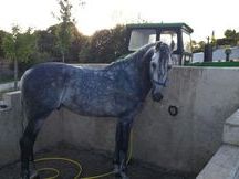 Se vende caballo pura raza española.