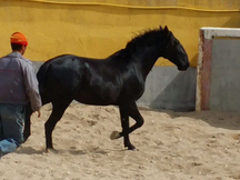 Potro negro español