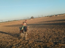 CABALLO COLIN TORDO PICASO