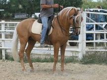 Potro palomino CDE