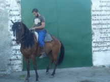 SE VENDE O SE CAMBIA CABALLO LUSITANO