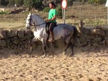 caballo tordo español