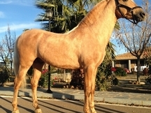 Caballo perla español