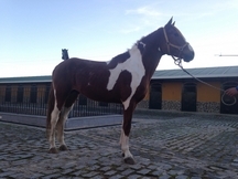 Pío en alazán