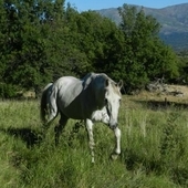 CABALLO MUY MANSO
