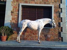 Potro Appaloosa tordo