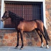 caballo castaño P.R.E