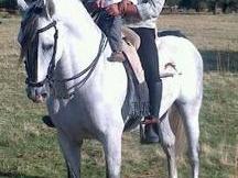 caballo PRE de la yeguada la Parrilla