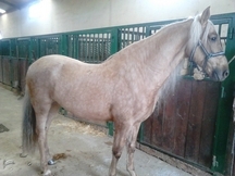 caballo perla hispanoluso