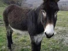 Burro Zamorano de 2 años de edad