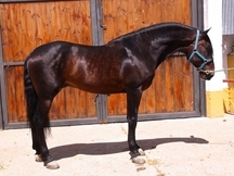 VENTA DE CABALLOS