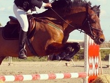 PRE doma y salto (1,10m.)