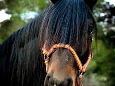 Caballo con doma