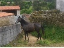 se vende PRE