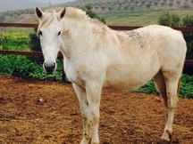 Yegua con hierro de Miguel Ángel Cárdenas 