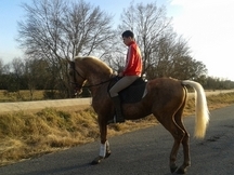 se vende caballo